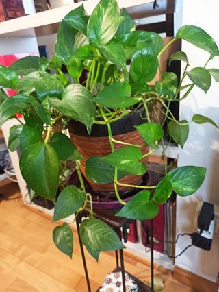 Planta Poto con Maceta Cerámica