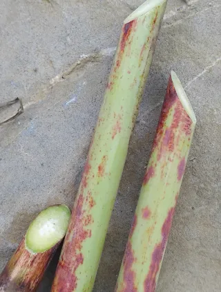 Lote semillas huerta variadas