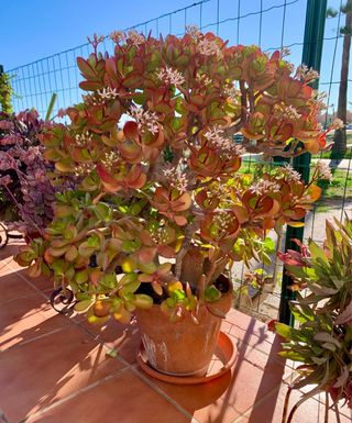 Planta Jade con Flores