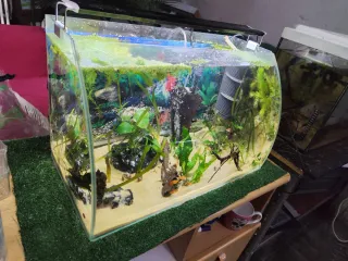 Plantas acuario Sonia T