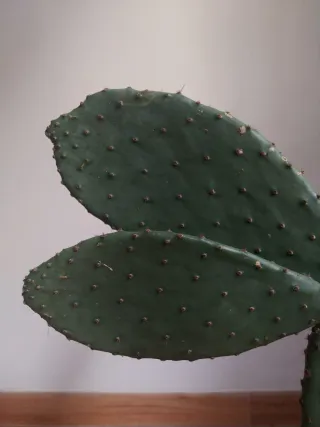 Planta Cactus Opuntia Lengua de Vaca