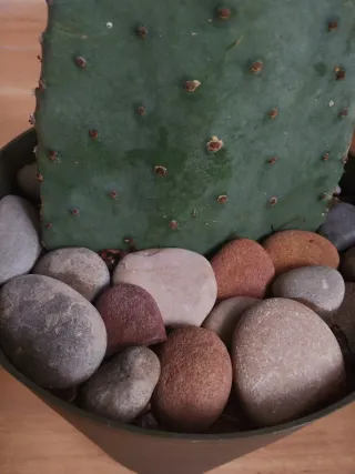 Planta Cactus Opuntia Lengua de Vaca