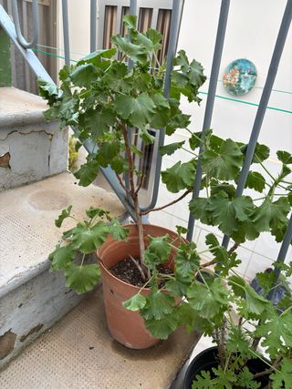 Planta Geranio aromático (3)