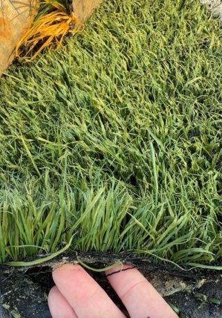 Venta de Césped artificial