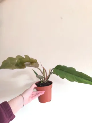 Philodendron Caramel Pluto