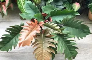 Philodendron Caramel Pluto