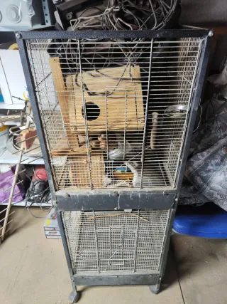 Jaula Agapornis especial