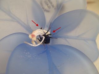 Lotto Statuetta in porcellana Mandorle by Paben