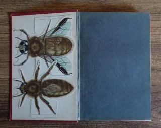 LIBRO ANTIGUO HISTORIA NATURAL (1907)