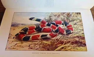 LIBRO ANTIGUO HISTORIA NATURAL (1907)