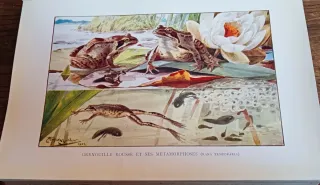 LIBRO ANTIGUO HISTORIA NATURAL (1907)