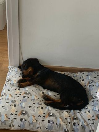 Cama XXL, artesanal, desenfundable y lavable