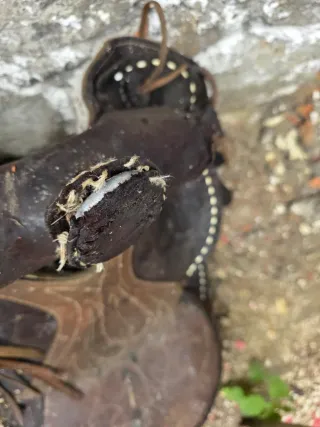 Montura de cuero para caballo