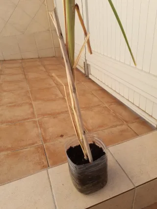 Caña dulce num 2. con 1 hijo