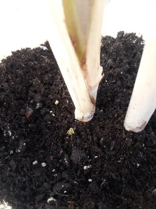 Caña dulce num 2. con 1 hijo