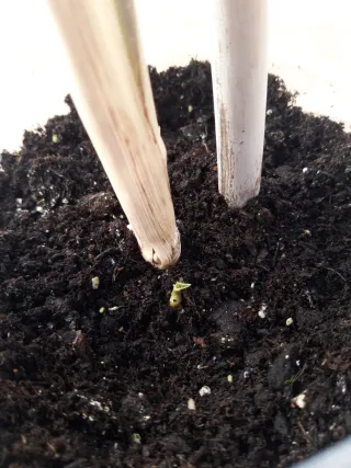 Caña dulce num 2. con 1 hijo