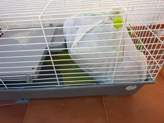 Jaula para cobaya