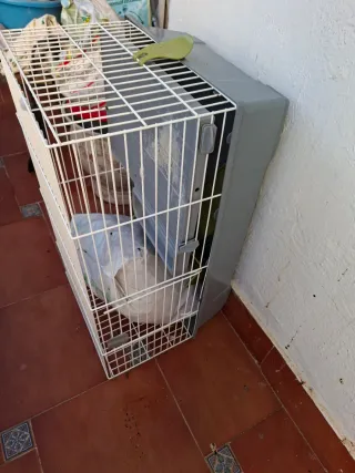 Jaula para cobaya