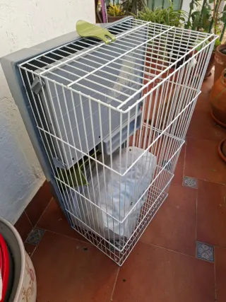 Jaula para cobaya