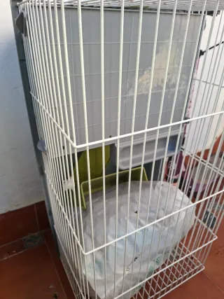 Jaula para cobaya