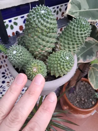 Cactus en maceta