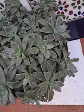 Suculenta Graptopetalum