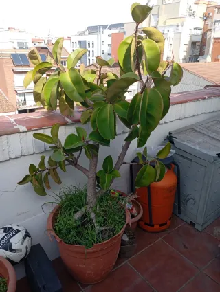 Ficus en maceta