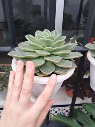 Suculenta Echeveria