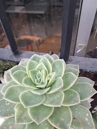 Suculenta Echeveria