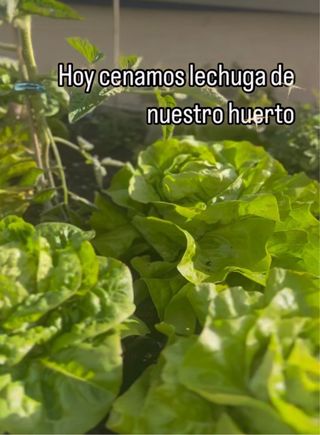 Mesa de cultivo Huerto Urbano de madera con ruedas