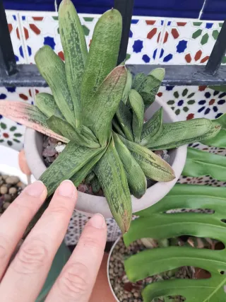 Gasteria Little Warty