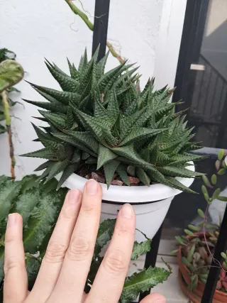 Planta Suculenta Haworthia