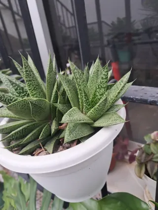 Gasteria  D Tiga