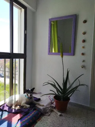 Espejo de madera morado