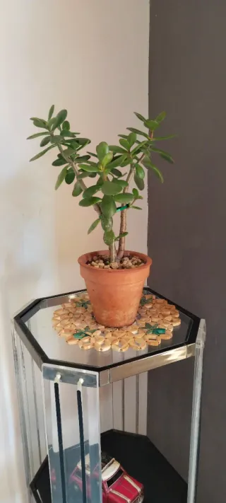 Árbol de Jade en maceta de terracota