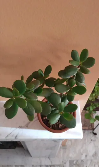 Árbol de Jade en maceta de terracota
