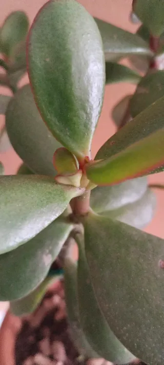 Árbol de Jade en maceta de terracota