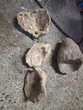 Fósiles de conchas marinas