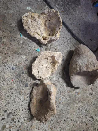 Fósiles de conchas marinas