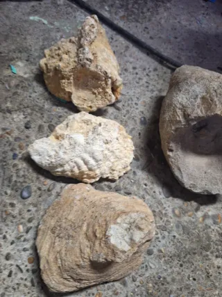 Fósiles de conchas marinas