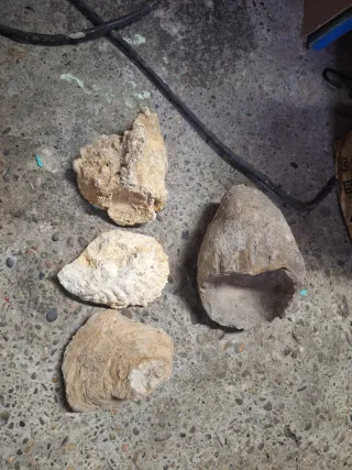 Fósiles de conchas marinas