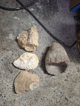 Fósiles de conchas marinas