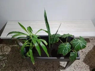 Macetero negro con plantas