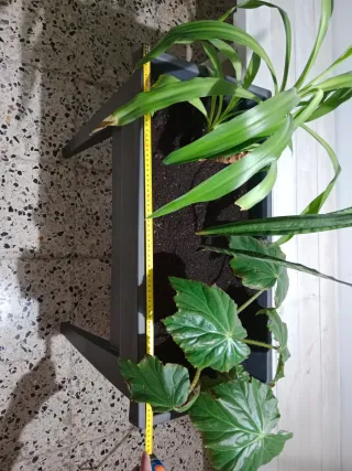 Macetero negro con plantas