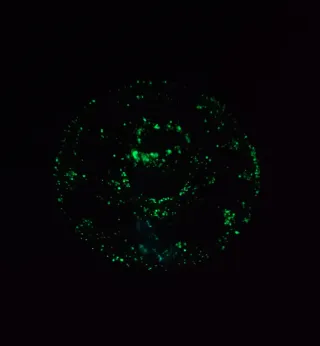 Conjunto Decorativo  Marino