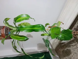 Planta de interior alta