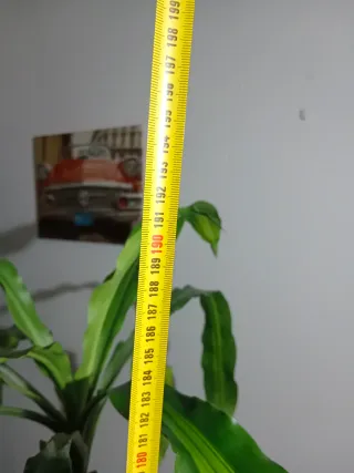 Planta de interior alta