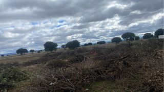Leña de encina para chimenea o barbacoa