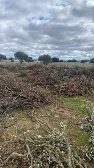 Leña de encina para chimenea o barbacoa