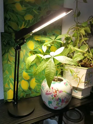 Lámpara de escritorio Luxo Tv100 , negra vintage